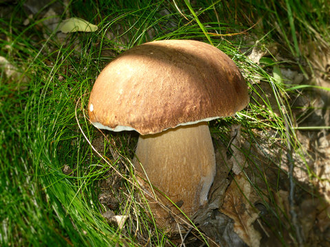 A bay bolete mushroom in grass