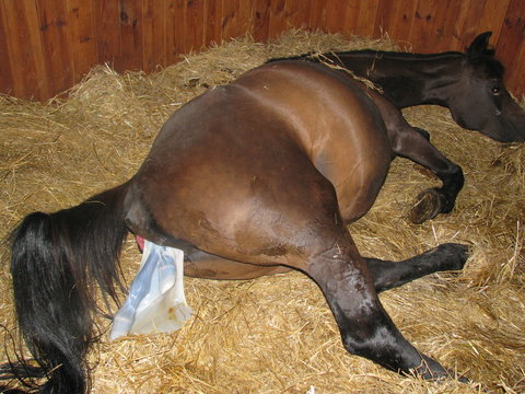 Childbirth of horse