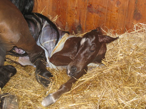 The birth of a foal