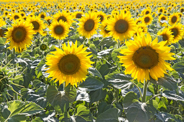 Sunflower field