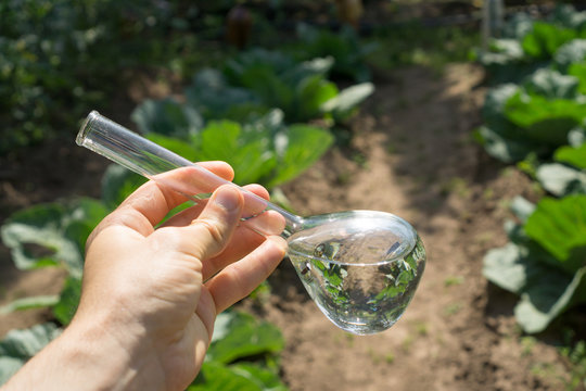 Hand With A Test Tube And Plant. Fertilizer In Laboratory Glassware.