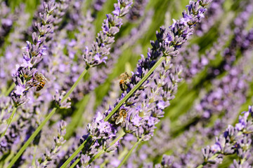 Obraz premium Close up of a lavender flower in a field in Provence
