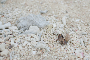 砂浜とヤドカリ