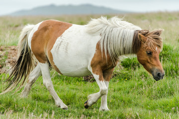 wild pony outdoor