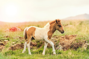 Naklejka na ściany i meble young offspring of wild pony horse