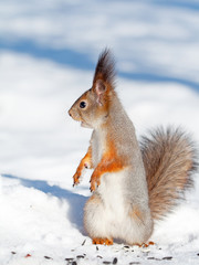 Naklejka na ściany i meble squirrel in winter