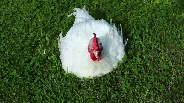 Video broiler chicken walks on a green lawn
