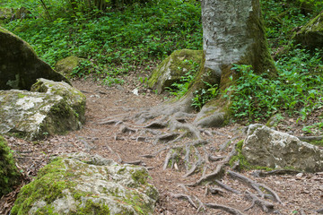 tree roots protruding from the ground