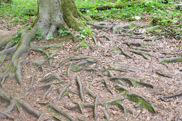 tree roots protruding from the ground