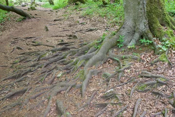 Papier Peint photo Lavable Arbres tree roots protruding from the ground