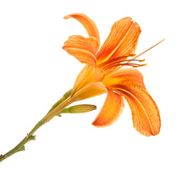 Fototapeta na wymiar orange lily flowers isolated on white background