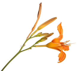 Fototapeta na wymiar orange lily flowers isolated on white background