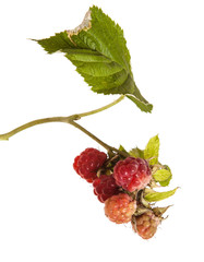 raspberries on a branch with leaves. on a white background
