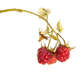 raspberries on a branch with leaves. on a white background