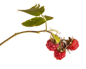 raspberries on a branch with leaves. on a white background