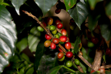 Coffee beans ripening on tree