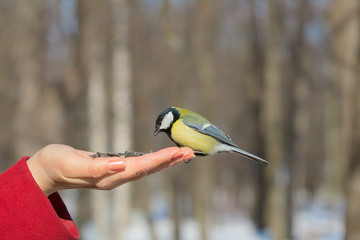 bird on the hand