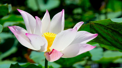 beautiful waterlily or lotus flower