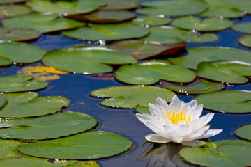 beautiful waterlily or lotus flower