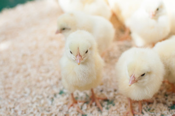 ひよこがたくさん © Ayumi77