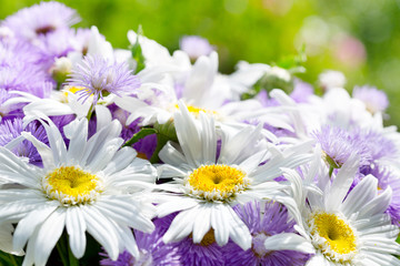 daisy flowers