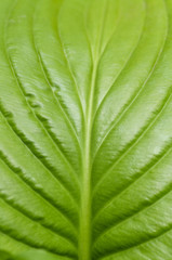 green leaf closeup