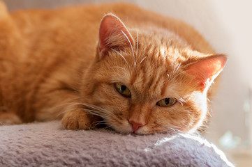 red cat lying looking right