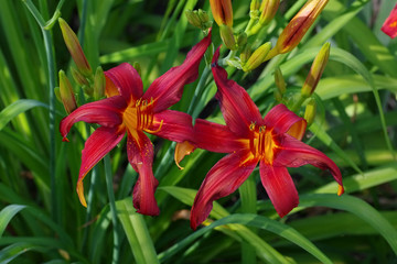 Taglilie Crimson Pirate - daylily of the species Crimson Pirate