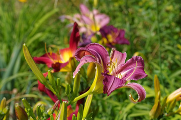 Obraz premium Taglilie Klon Ocean Spirit - daylily of the species Ocean Spirit