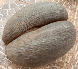 coco de mer ou coco fesses des Seychelles