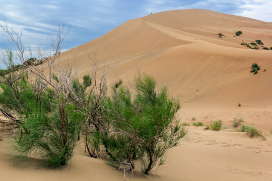Wild bush in the desert, a man walking on the dune