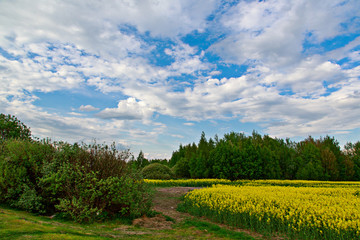Spring landscape. Yellow field. Alfalfa