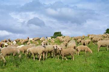 Schafherde