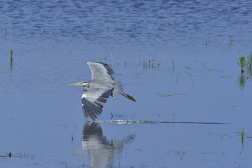 Graureiher im Flug
