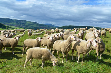 Fototapeta premium Schafherde