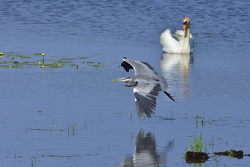 Graureiher im Flug