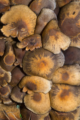 cluster of wild mushrooms growing on the forest floor