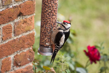 Greater Spotted Woodpecker on Nut Feeder