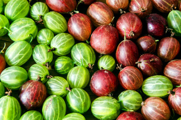 Red and green gooseberries - 114987519