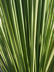 Grüne Blätter einer Palme in der Sonne