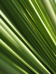 Grüne Blätter einer Palme in der Sonne
