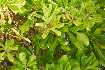 Palms and mangrove trees on Maldives