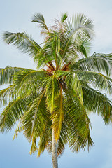 Fototapeta na wymiar Palms and mangrove trees on Maldives