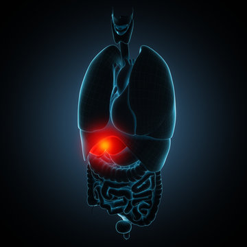 Liver Disease Human Anatomy