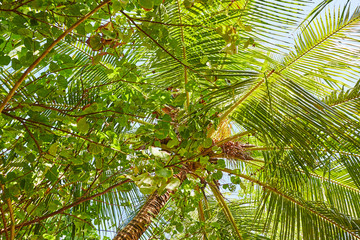Fototapeta premium Palms and mangrove trees on Maldives