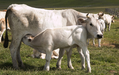 White calf suckling milk in a prairie 