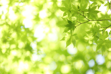 Fototapeta na wymiar Fresh green maple leaves on the branch with daylight.