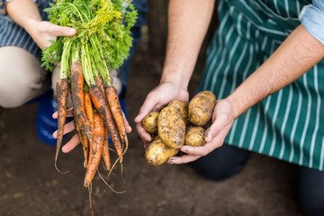 Gardeners holding harvested carrot and potatoes