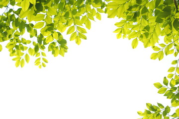 Green leafs in summer with white background  