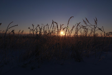 Obraz premium Grass in the snow and winter sunrise